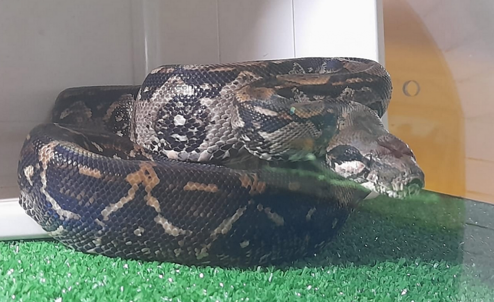 Для тех, кто понимает различия между удавом и питоном: омский «Наутилус» опубликовал интересное объявление