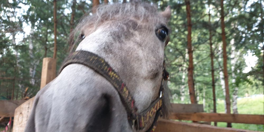 Первое Дерби в сезоне: в субботу на Омском ипподроме пройдут зрелищные заезды 