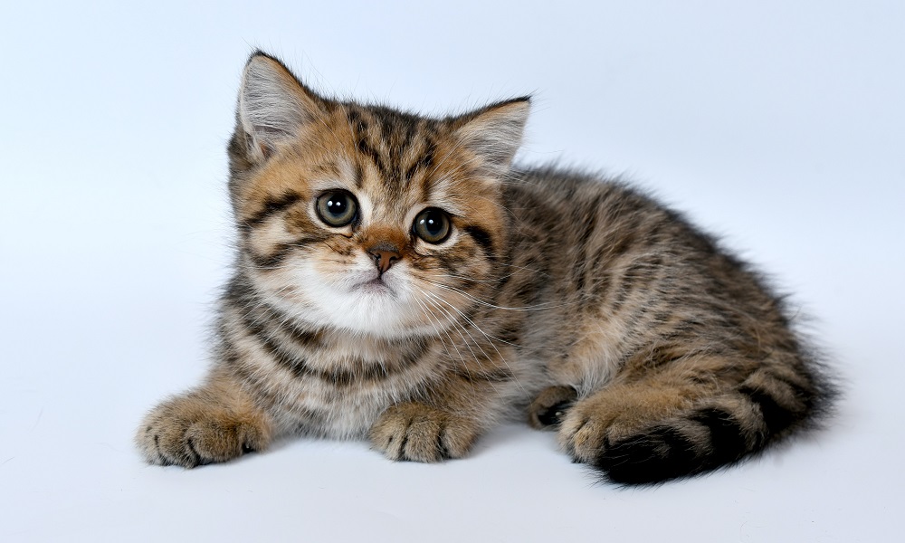 В Омской области пьяный мужчина убил котёнка на глазах у 3-летней девочки