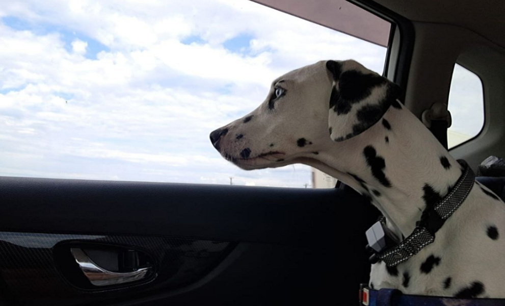 Подопечная приюта «Омские хвостики» уехала к любящей семье в Воронеж 