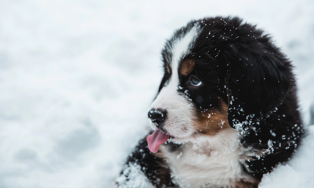 Гидрометцентр РФ: в Омской области ожидаются аномальные морозы 