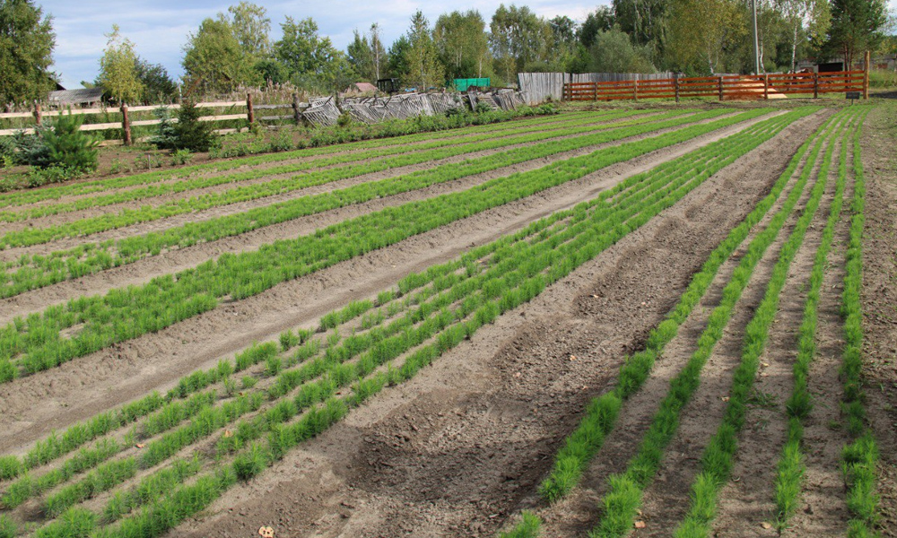 На развитие лесного семеноводства в Омской области выделили 14,9 млн рублей