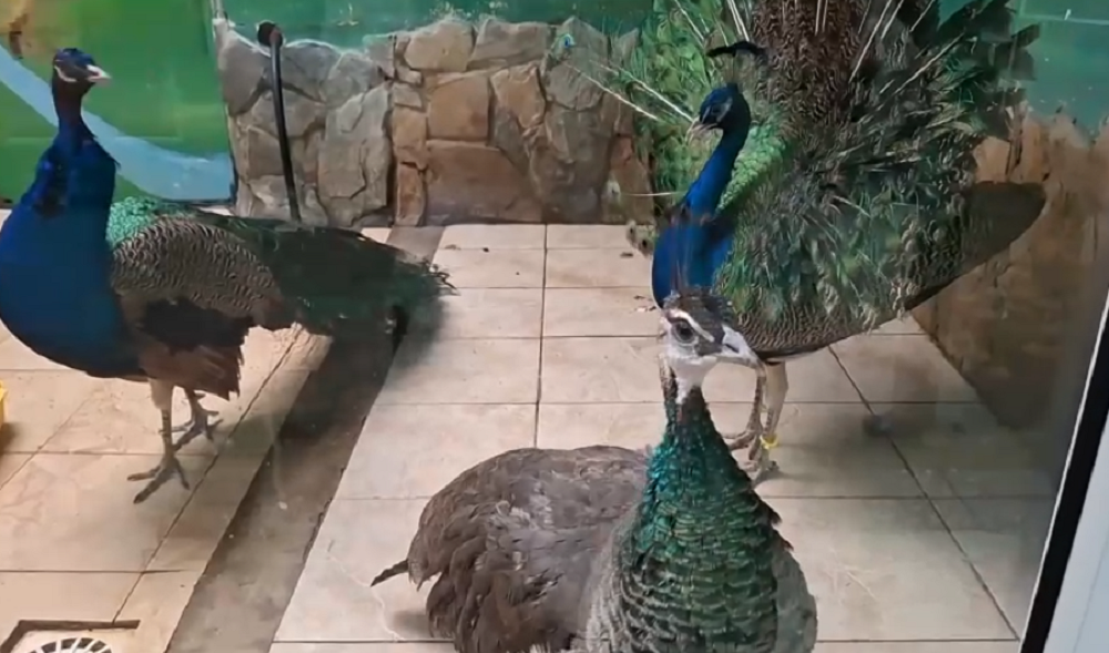 У павлинов в Омском зоопарке начался сезон ухаживаний