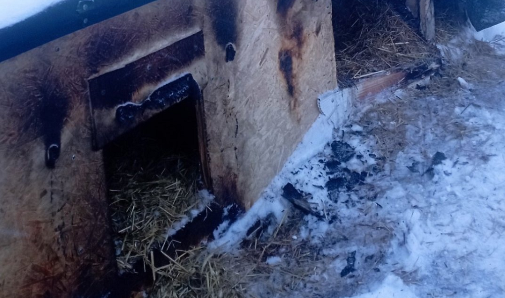 Зооволонтёры добиваются наказания для омича, который дважды поджигал будки с собаками