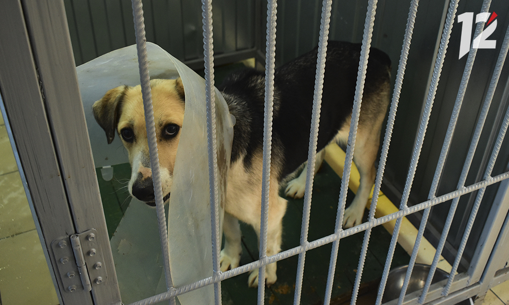 Бездомных животных в Омске будут отлавливать и помещать в приюты с целью профилактики нападений на людей