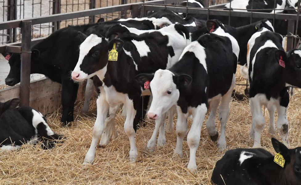 Виталий Хоценко рассказал, что омские фермеры получили более 83 млн рублей