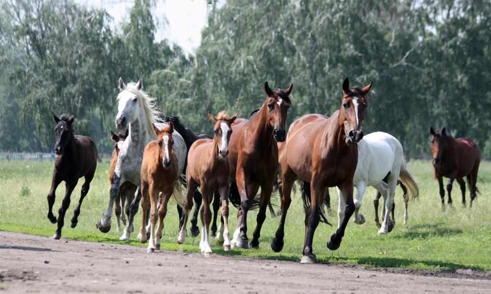 Племенной конезавод «Омский»  планирует повышать эффективность производства