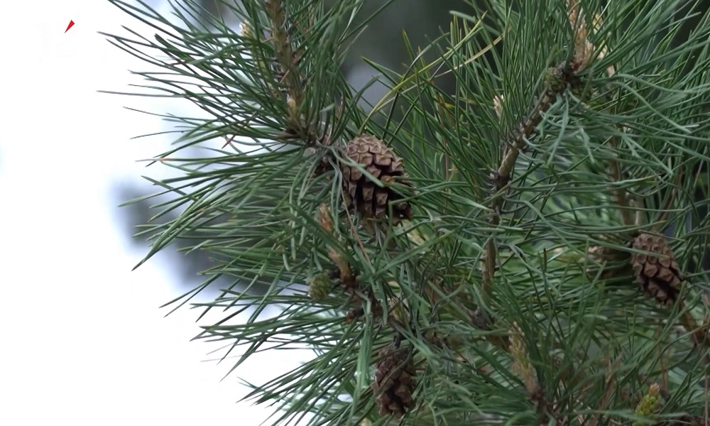 Сергей Шелест сообщил о планах по обновлению городских лесов