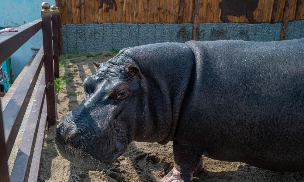 Большереченский зоопарк отпразднует Всемирный день защиты животных