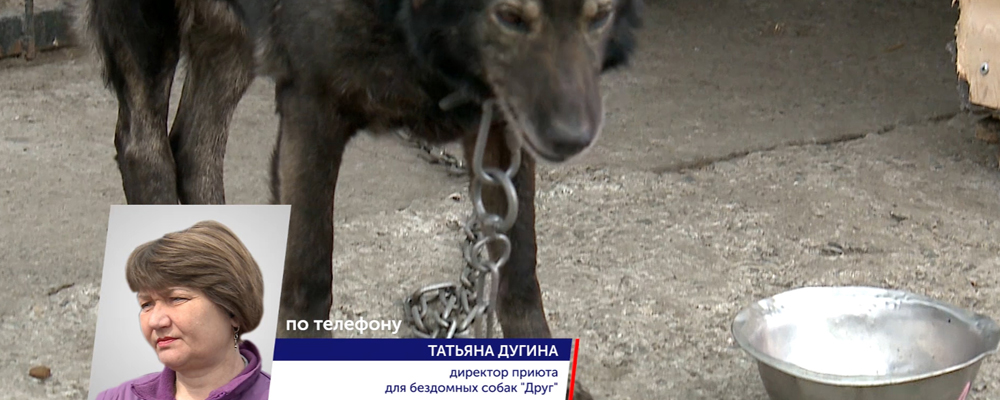 С помощью омичей приют "Друг" купил 300 кг корма для собак