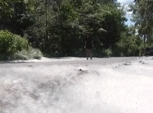 Омичей просят не устраивать фаер-шоу с тополиным пухом