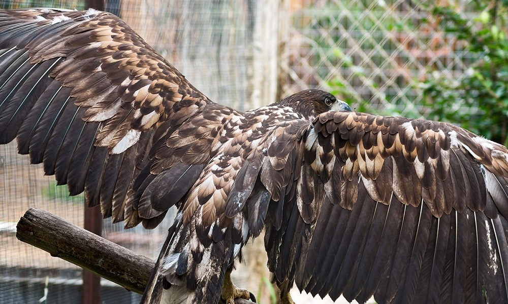 В Омске на неопределённый срок закрылся зоопарк на Жукова из-за отсутствия лицензии