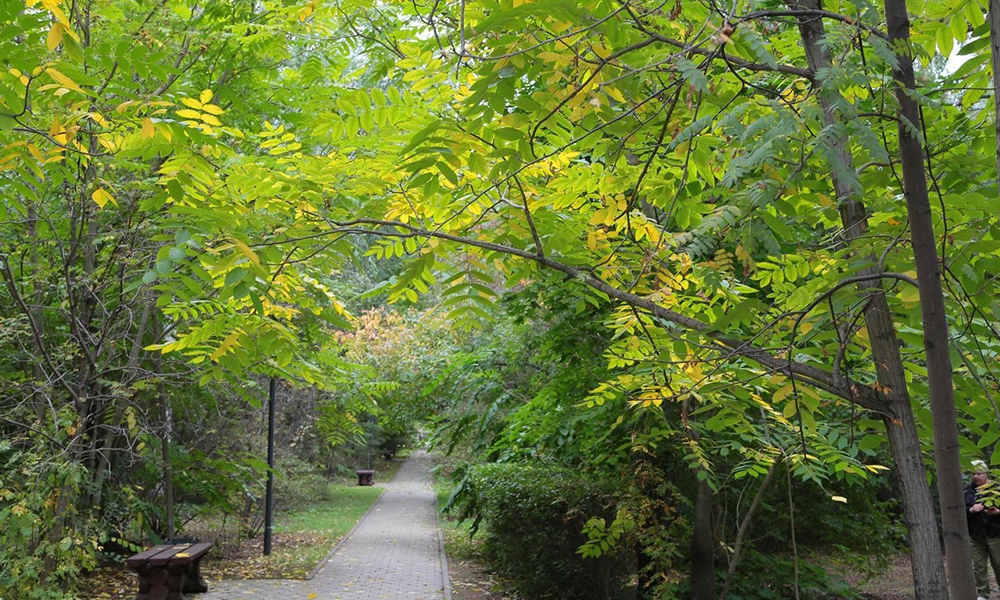 4 октября — городской субботник: омичи будут наводить порядок в городе и высаживать деревья