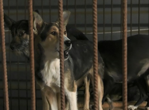 Сооружение вольеров в омском "Спецавтохозяйстве" затянулось из-за погоды