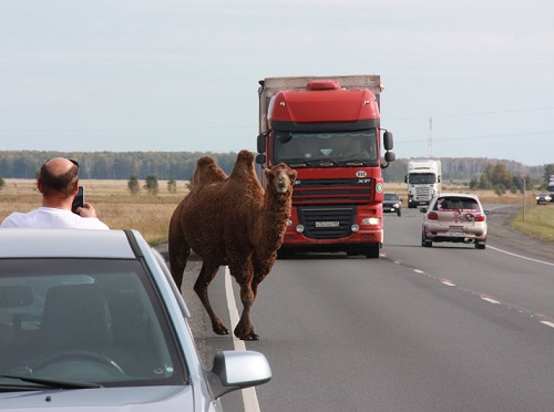 Хозяин гулявшего по трассе верблюда записал видеообращение к омичам