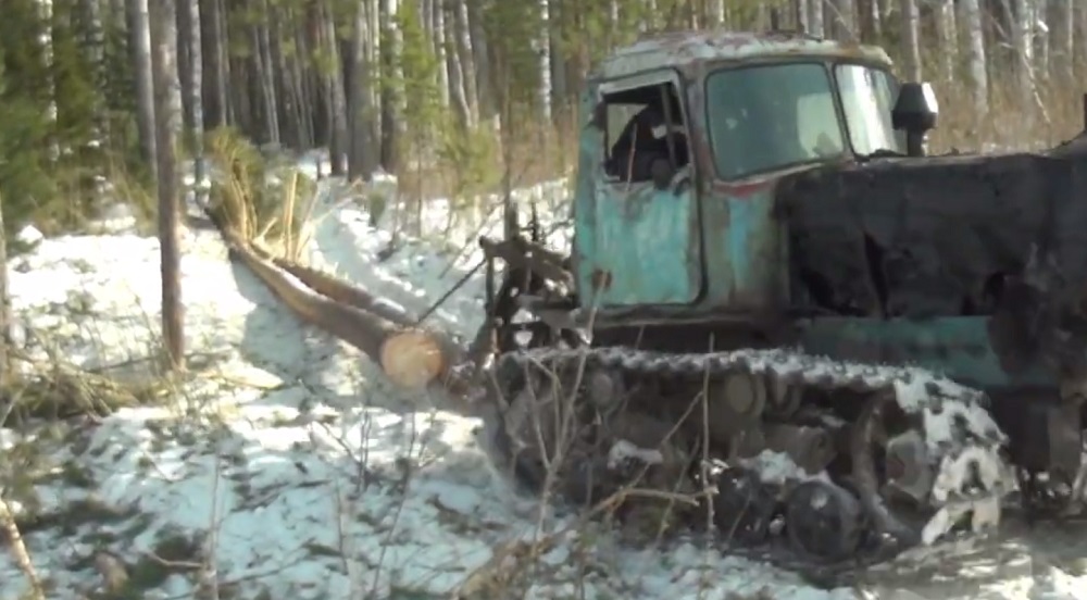 В Знаменском районе бывшего главу лесхоза обвиняют в незаконных рубках на 27,5 млн рублей