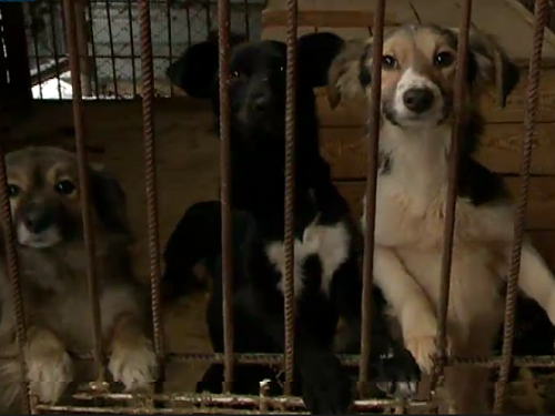 С 1 января в Омске будут фиксировать на камеры отлов бродячих собак