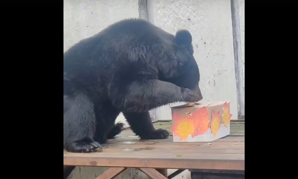 В Большереченском зоопарке отметили День защиты животных