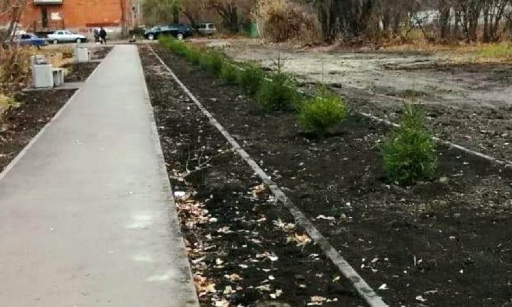 В Октябрьском округе Омска высадили сербские ели