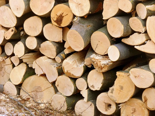 В Омской области незаконно заготовили 2,5 тысячи кубометров древесины