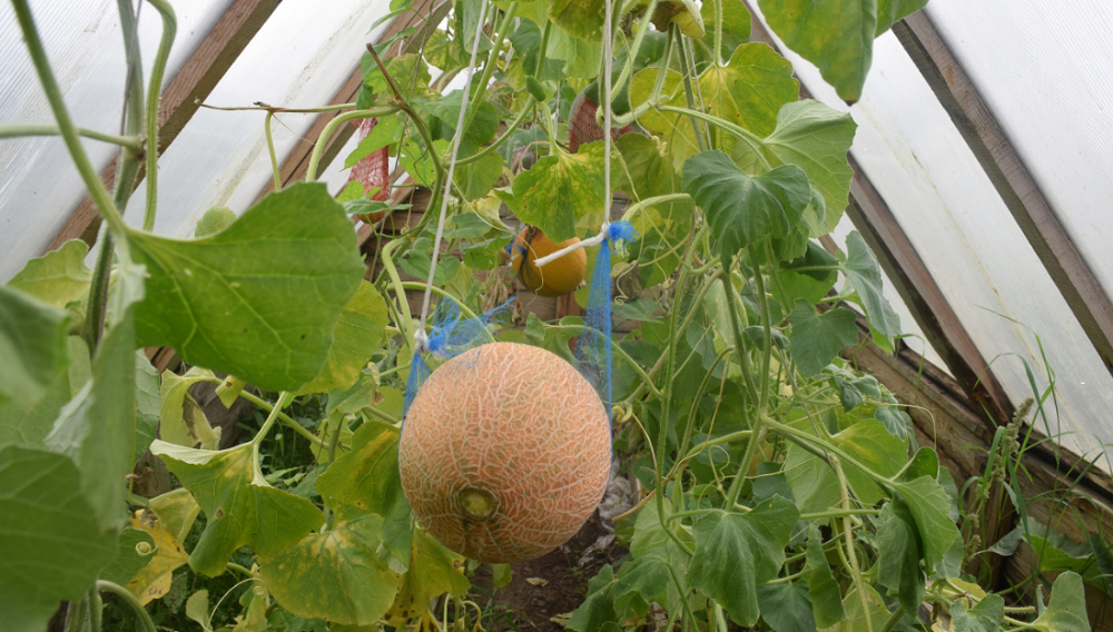 На севере Омской области вырастили дыни в гамаках