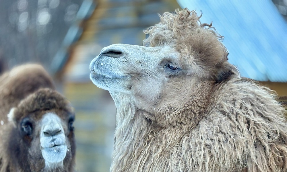 В Большереченском зоопарке рассказали, почему верблюды не плюются 