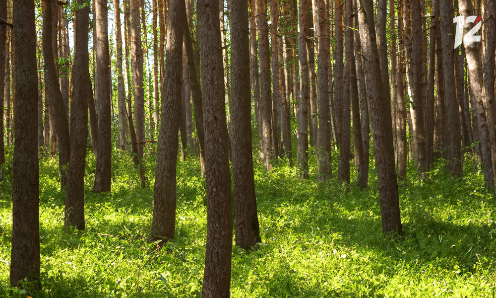 Пожароопасный сезон в Омской области начнётся раньше обычного