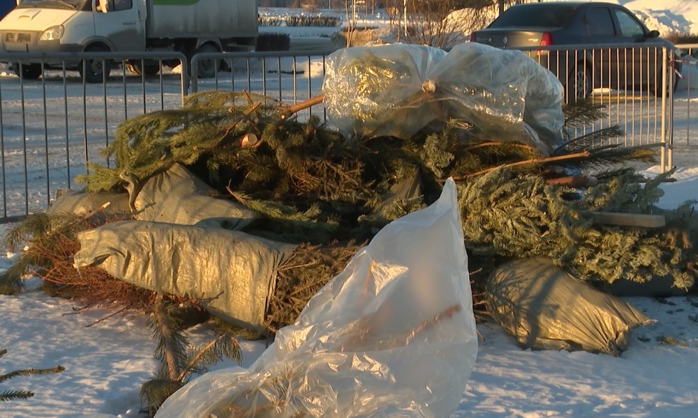 Омичам напомнили, как правильно утилизировать ёлки