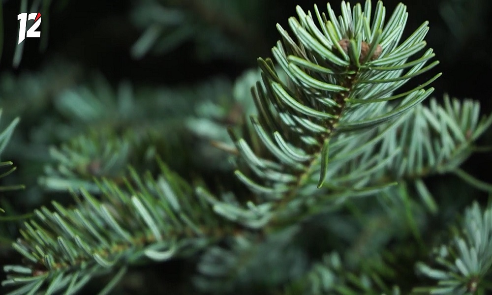 В Советском округе Омска откроют 6 ёлочных базаров