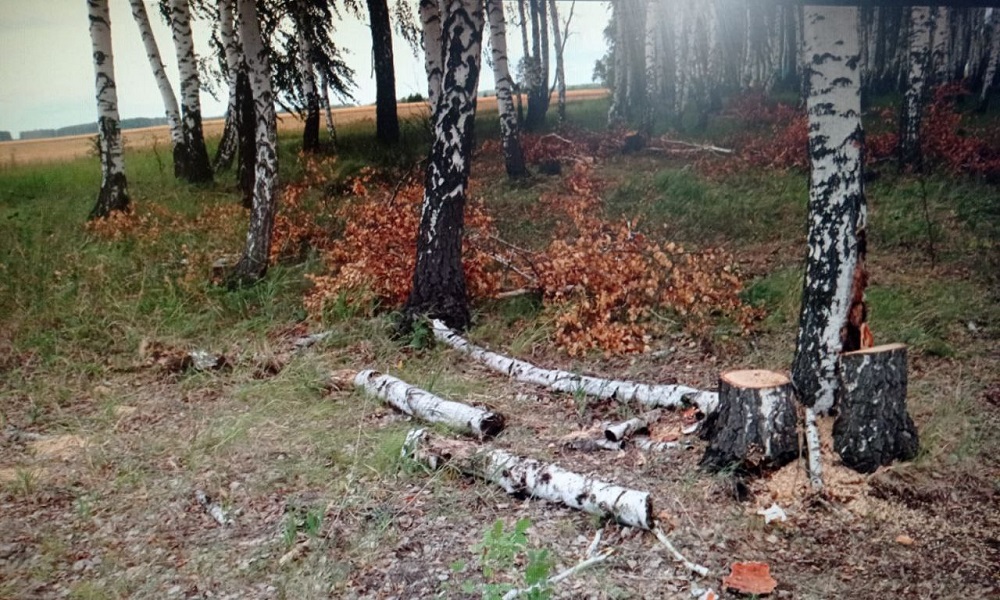 В Омской области будут судить мужчину за незаконную рубку леса
