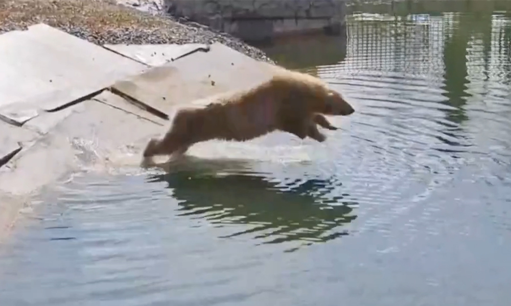 С приходом тепла оказалось, что медведица Думка из Большереченского зоопарка — большая поклонница прыжков в воду