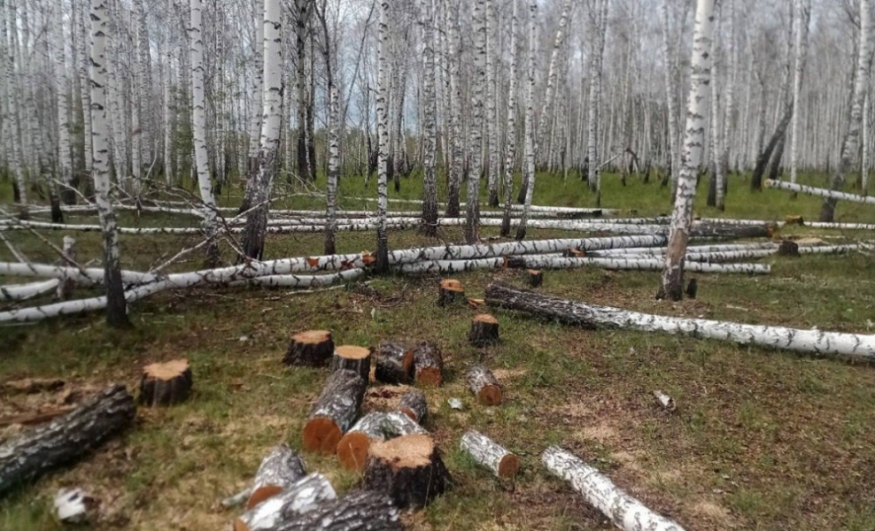 В Омской области будут судить троих чёрных лесорубов