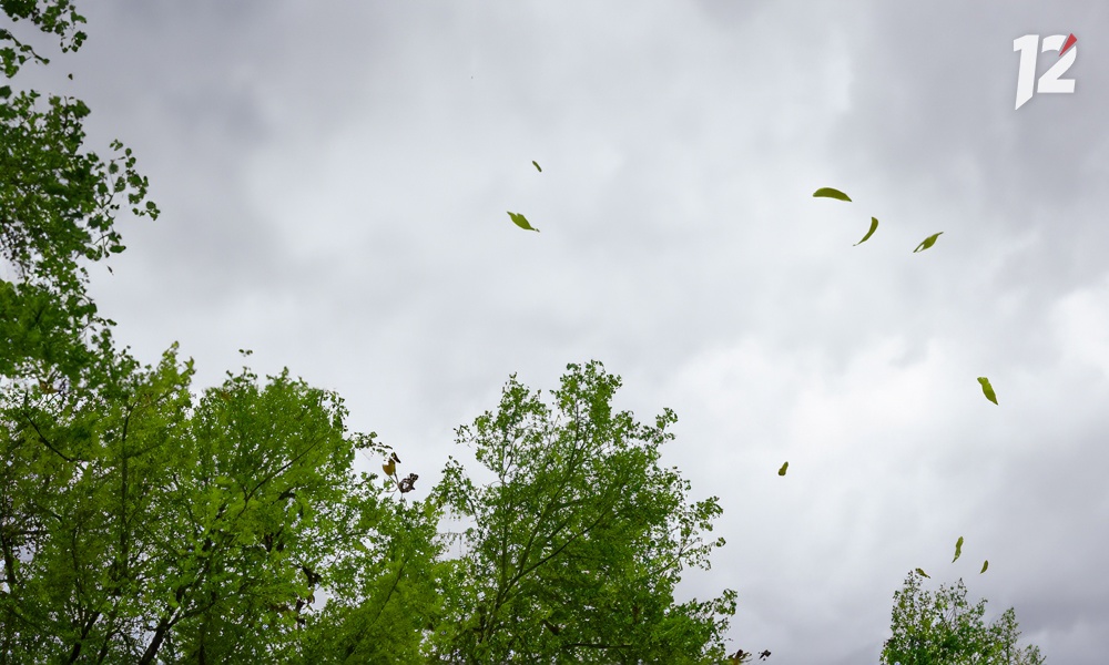 МЧС предупредило омичей о сильном ветре, который может оборвать провода и причинить другие неприятности