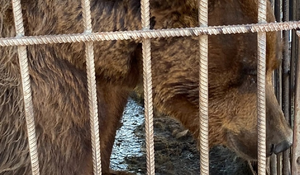 Омские зоозащитники просят помочь медведям, живущим в придорожном кафе возле Ракитинки