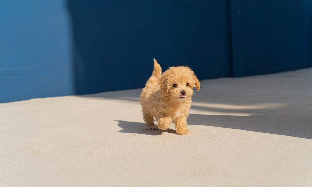 В Омске неизвестный проткнул бездомному щенку глаз дротиком