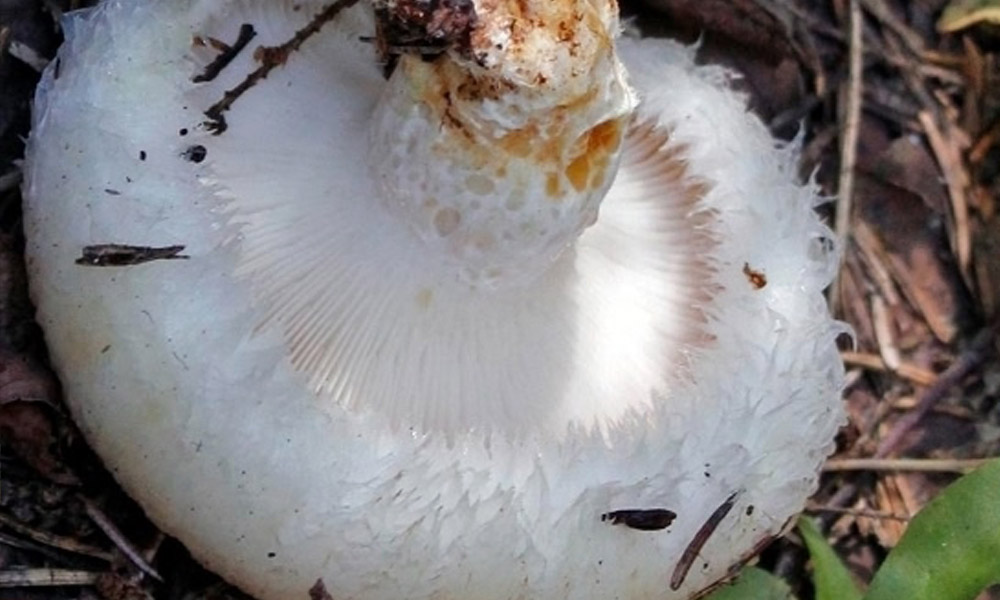 В Омском районе обнаружили необычный «пуховый» гриб