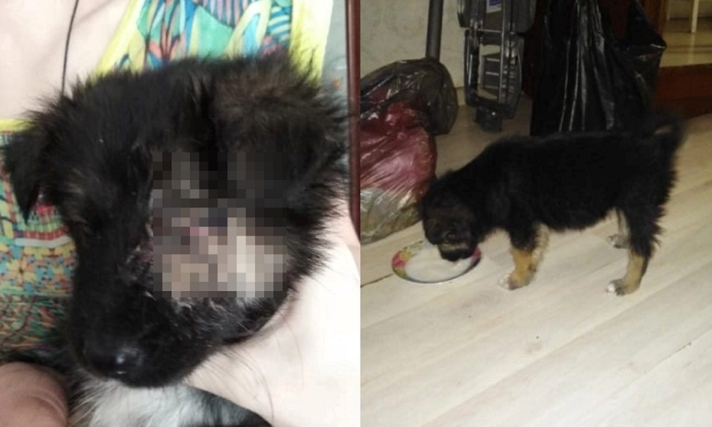 «Мальчишка с кулачок»: в Омске щенок без одного глаза ищет новый дом