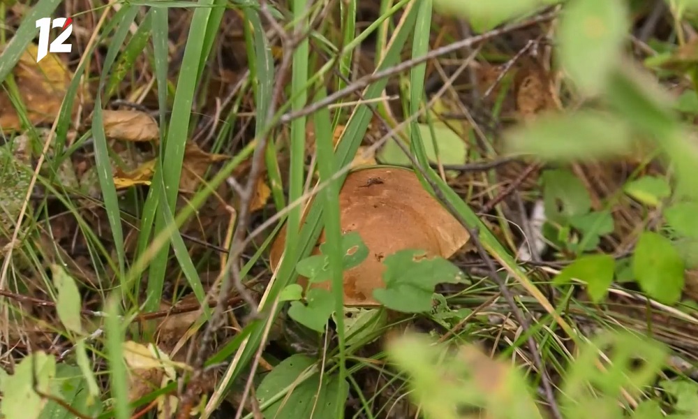 Омичи нашли в лесу необычный фиолетовый гриб