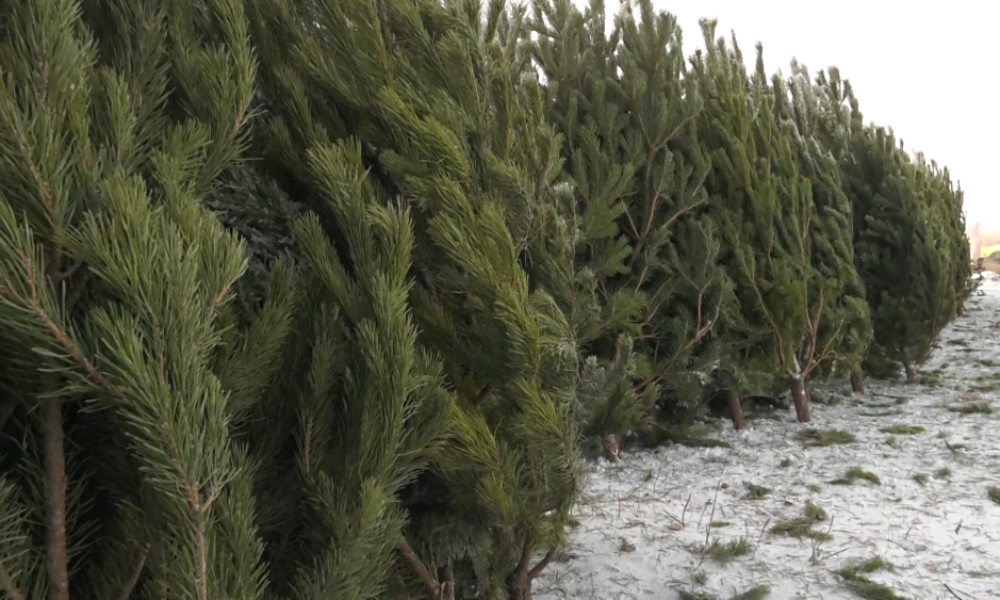 Омский зоопарк просит горожан не привозить новогодние ёлки