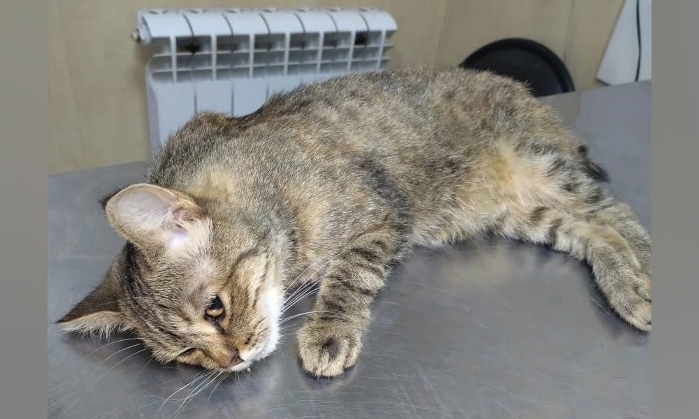 Омич кухонным ножом отрезал хвост кошке своей сожительницы