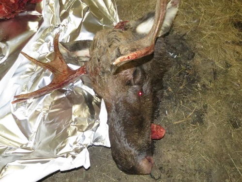 В Омской области браконьер обронил на месте преступления телефон и попался полиции