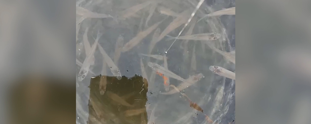 Омским рыбакам улов сам плывёт в руки