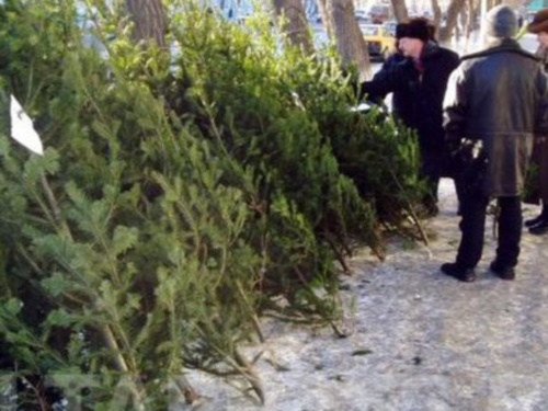 В Омске откроют 76 елочных базаров