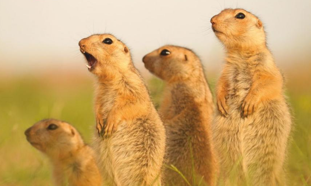 В Омском музее просвещения готовится к открытию выставка фотографа-анималиста Виктора Тяхта (0+)