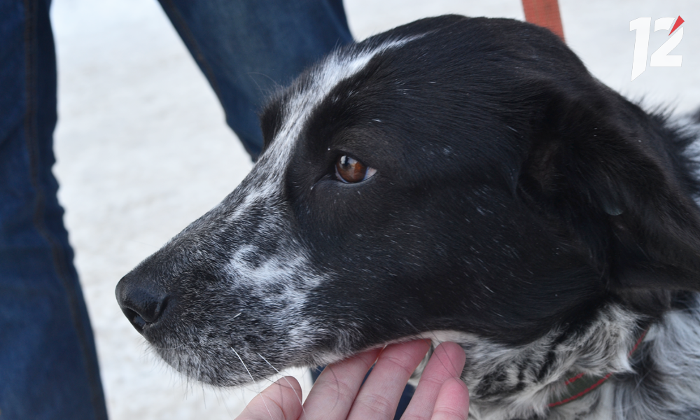 Живодёр из Омска вместо тюремного срока получил денежный штраф  