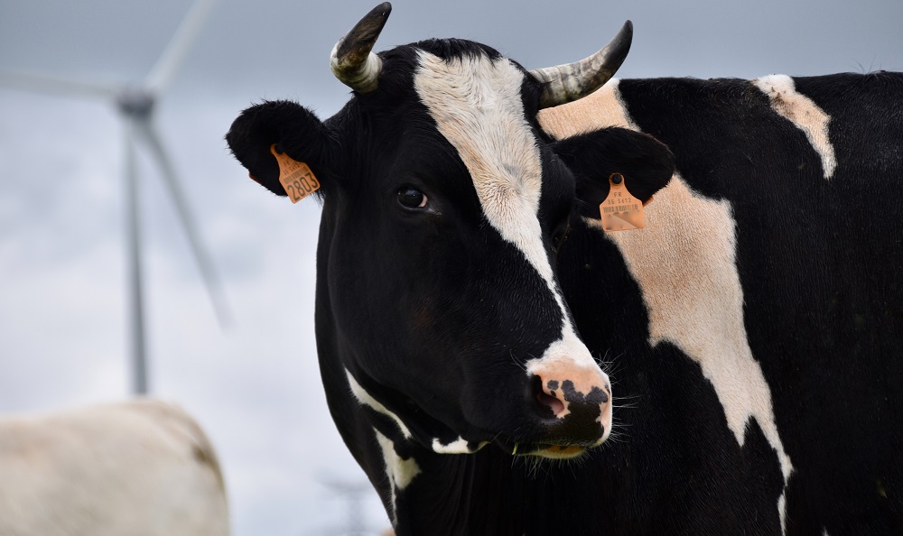 В Омском районе почти на год ввели карантин из-за лейкоза животных 