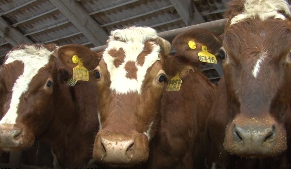 Из Омской области в Казахстан не дали вывезти стадо коров и лошадь 