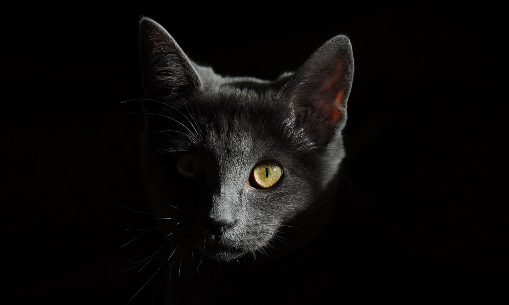 Каждый третий омич считает себя суеверным 