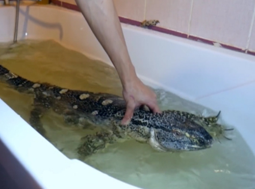 Омичам запретят держать в домах питонов и крокодилов