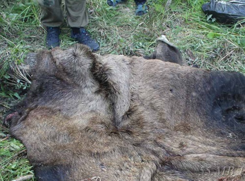 Житель Омской области может лишиться свободы за убийство лося